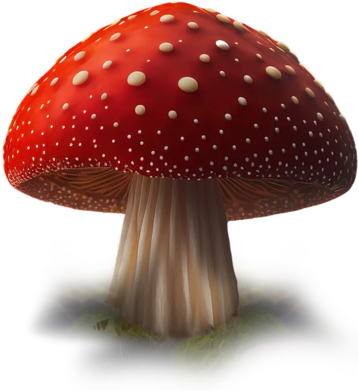 Amanita Muscaria Fungo Amanita Muscaria Imagea